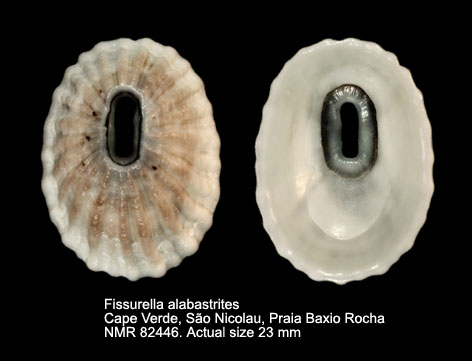 Fissurella alabastrites.jpg - Fissurella alabastrites Reeve,1849